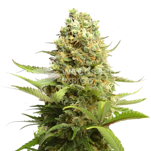 buy Banana Kush Cannabis Seeds