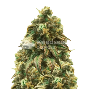 Buy Green Crack Cannabis Seeds
