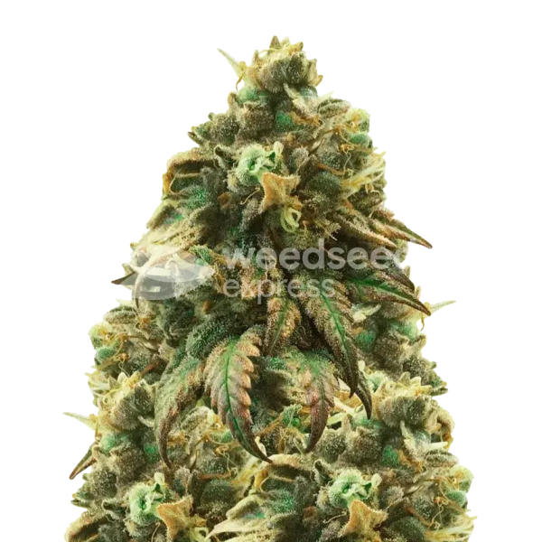 Buy Green Crack Cannabis Seeds