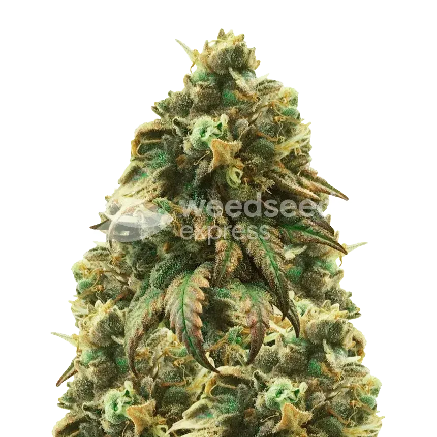 Buy Green Crack Cannabis Seeds